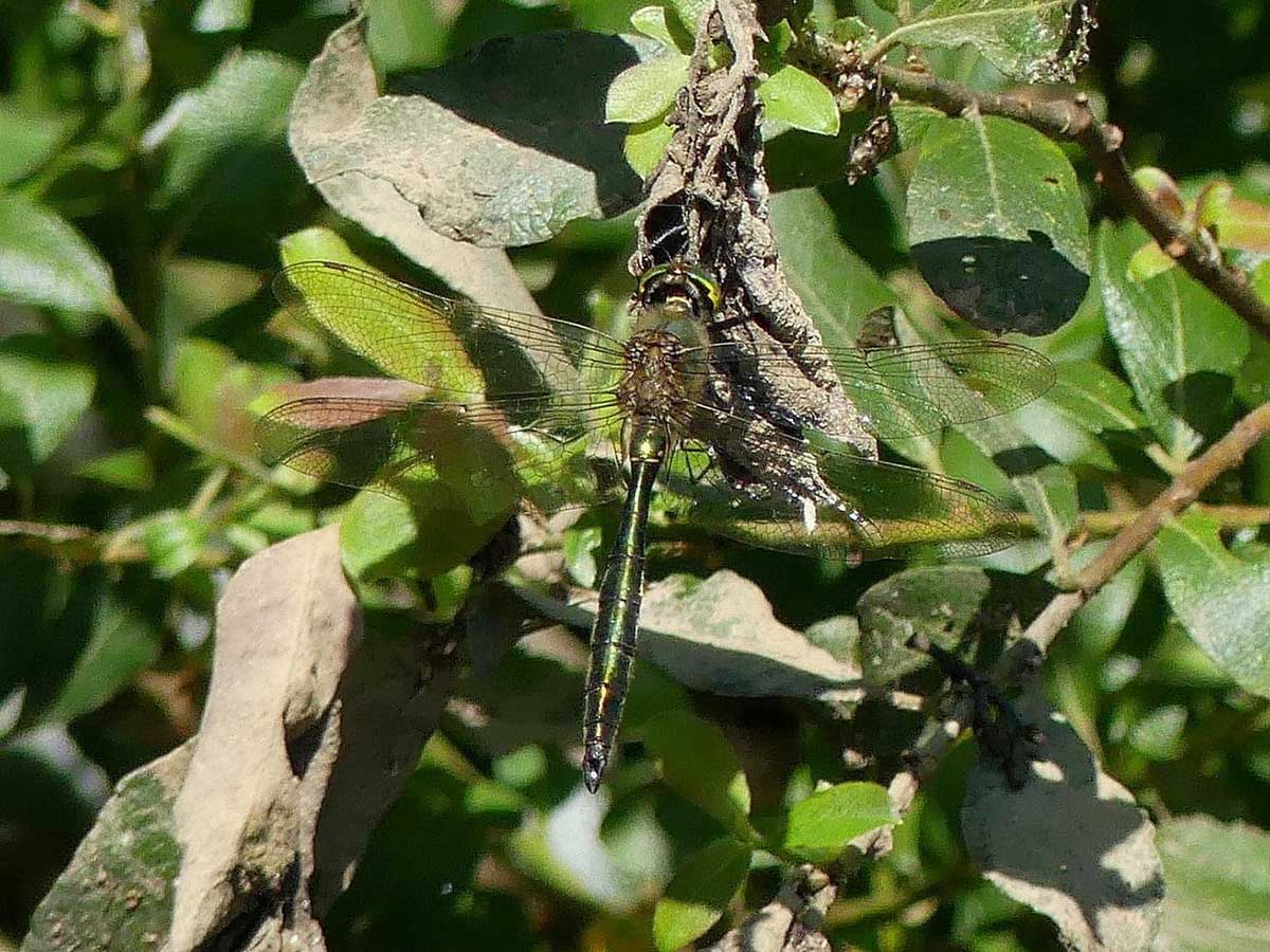 Somatochlora_metallica